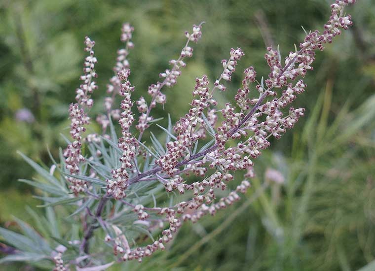 Artemisia, le proprietà, benefici e controindicazioni