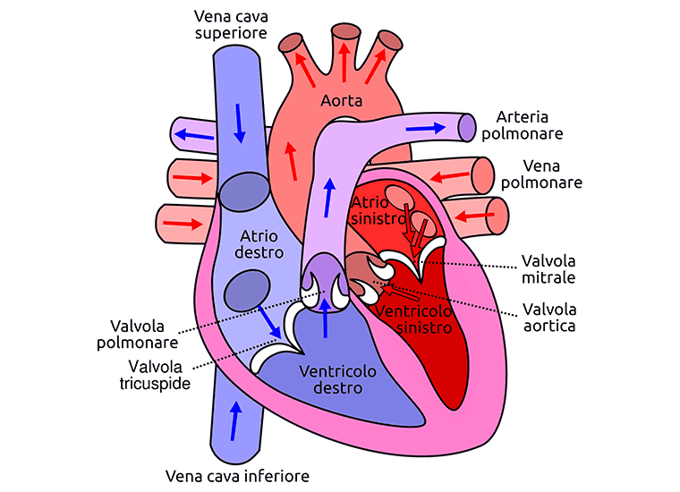Cos è La Gittata Cardiaca