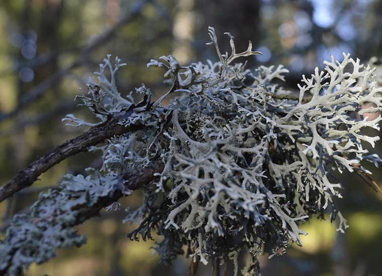 Lichene islandico: le caratteristiche benefiche