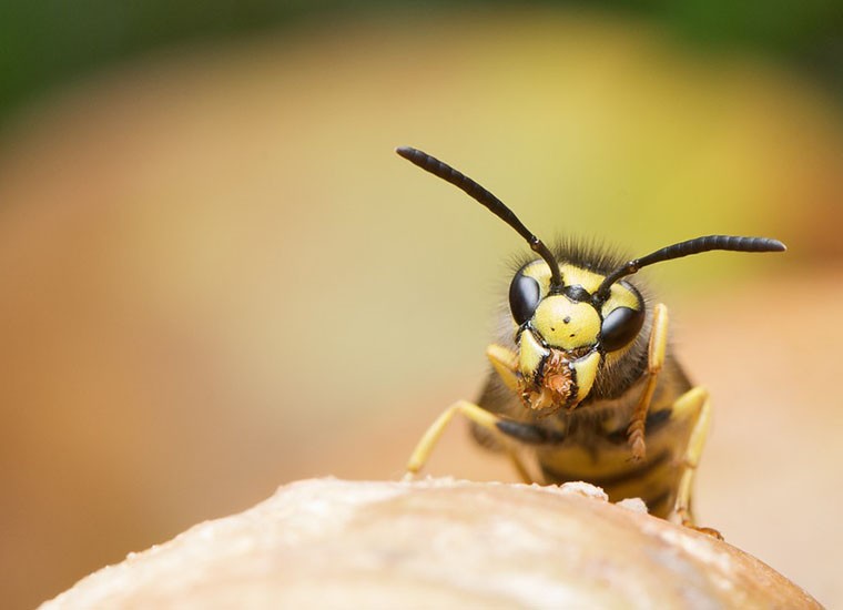 Puntura di vespa: sintomi e rimedi naturali