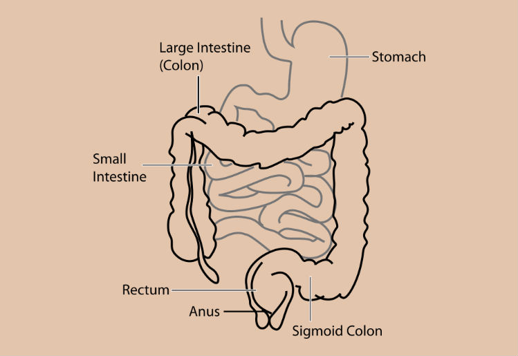 Borborigmi intestinali e di stomaco: quali sono le cause e come risolverli