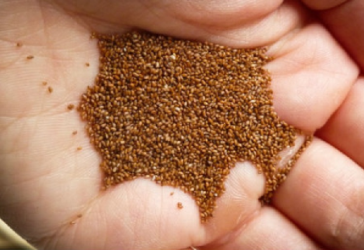 La farina di Teff, proprietà e valori nutrizionali