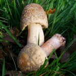 mushroom-1075347_960_720