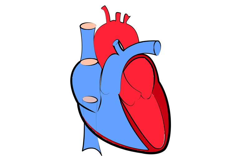 Sostituzione valvola aortica, procedura, rischi e convalescenza