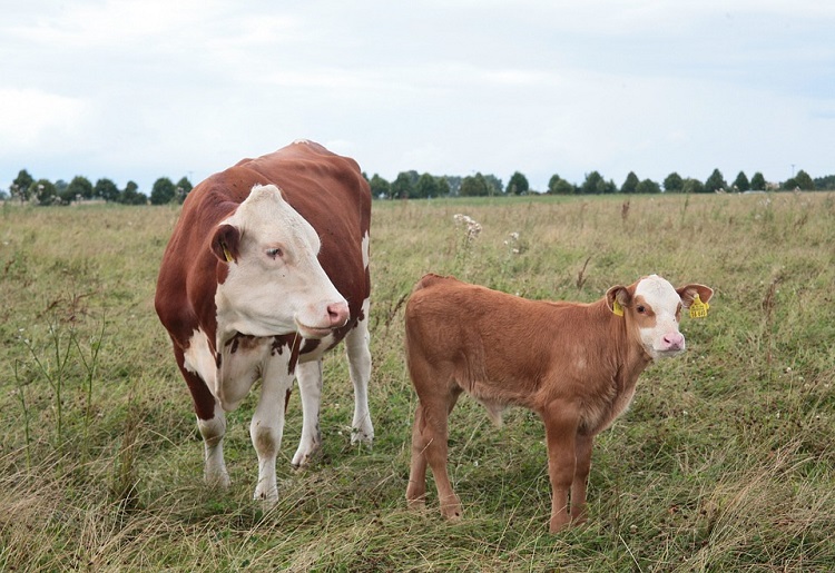 Carne di vitello, calorie, proprietà e valori nutrizionali