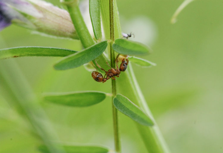 Acido formico, una mano dalla natura contro la varroa