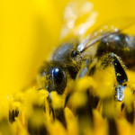 polline-api
