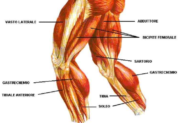Muscolatura delle gambe: accorgimenti ed esercizi per rafforzarla