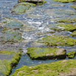 alghe-klamath