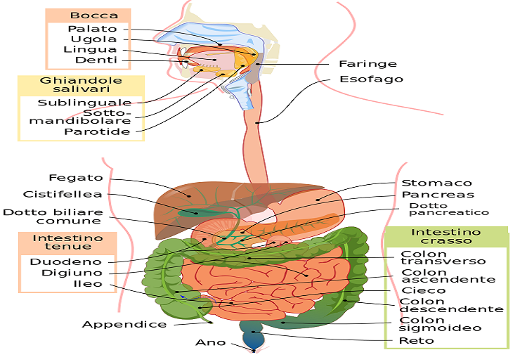 Amilasi pancreatica: di cosa si tratta e come leggere i valori